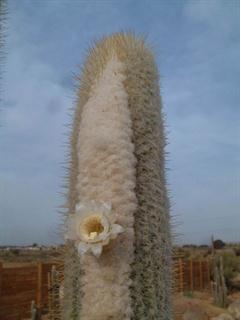 آستروسفالسروس دیبوسکی